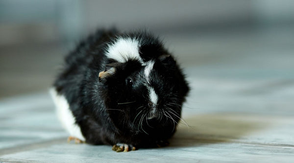 Guinea pig enjoying floor time outside of cage