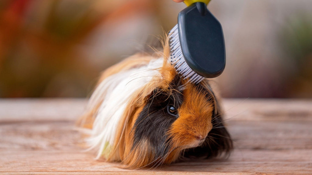 guinea pig getting long hair combed with soft bristle brush