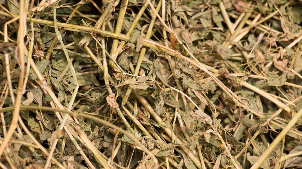 Alfalfa feeding hay for guinea pigs