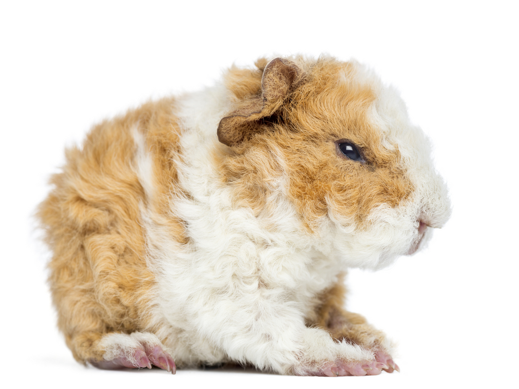 Alpaca guinea pig