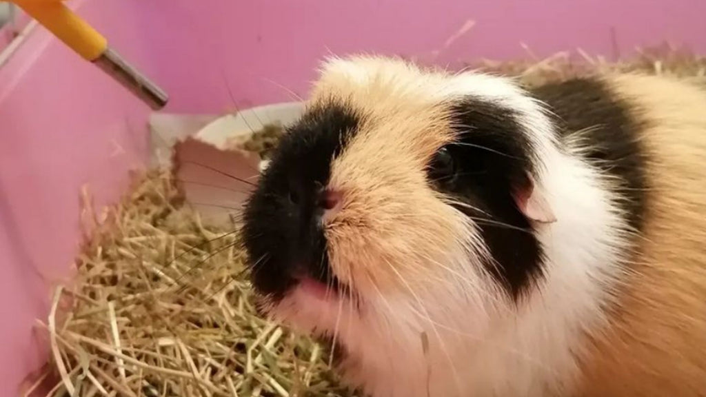 wheek away boarding for guinea pigs and rabbits