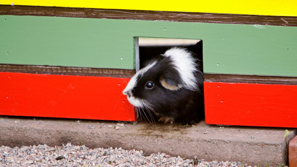 guinea pig peaking out of colourful hutch boarding services
