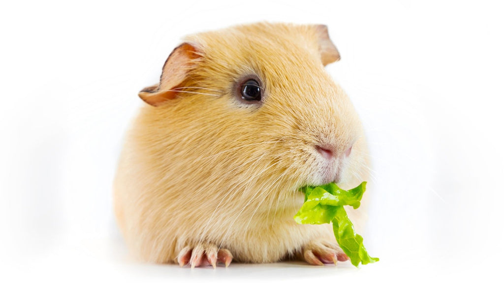 golden rules for feeding your guinea pig piggy eating parsley