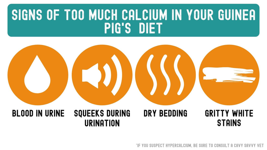 What happens if your guinea pig has too much calcium? Signs of high calcium in diet