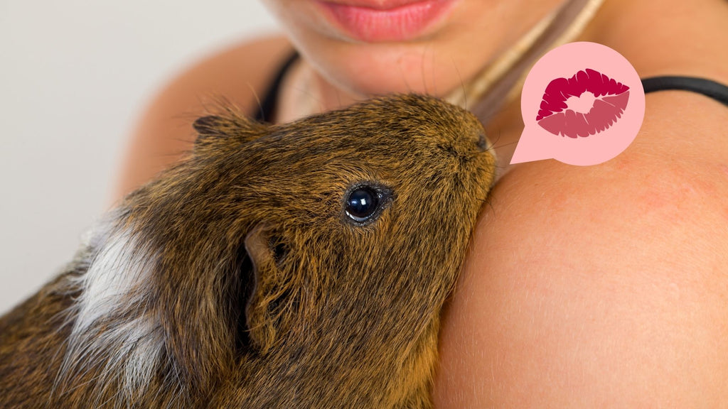 guinea pig giving kisses to pet owner