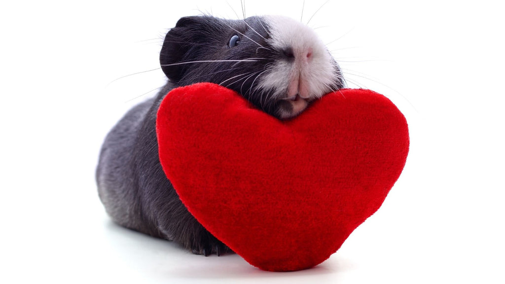 9 signs your guinea pig really loves you? guinea pig cuddling with red heart soft toy