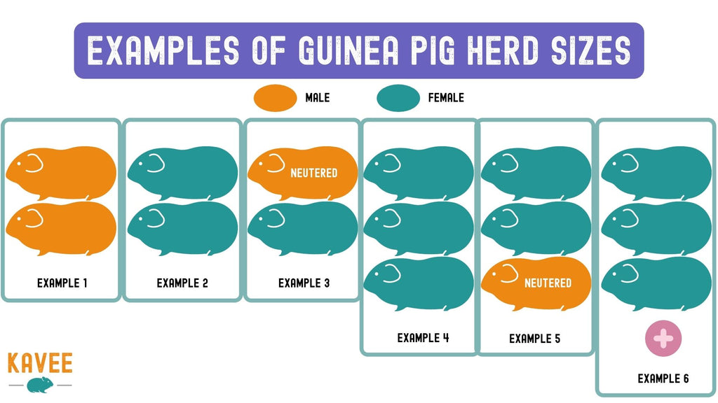 examples of herd sizes of guinea pigs males and females boars and sows