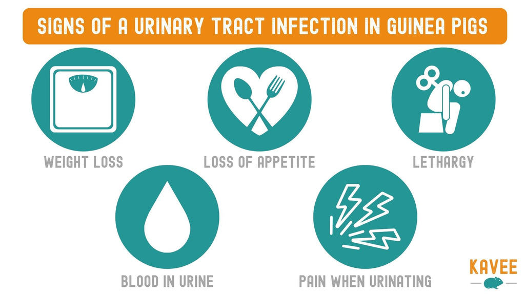 signs of UTI urinary tract infection in female guinea pig sows infographic health care