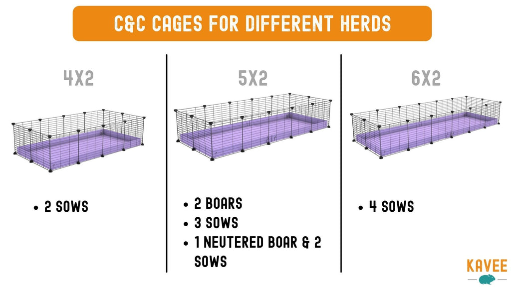 examples of C&C cage sizes for 2 guinea pigs 3 guinea pigs 4 guinea pigs boars and sows