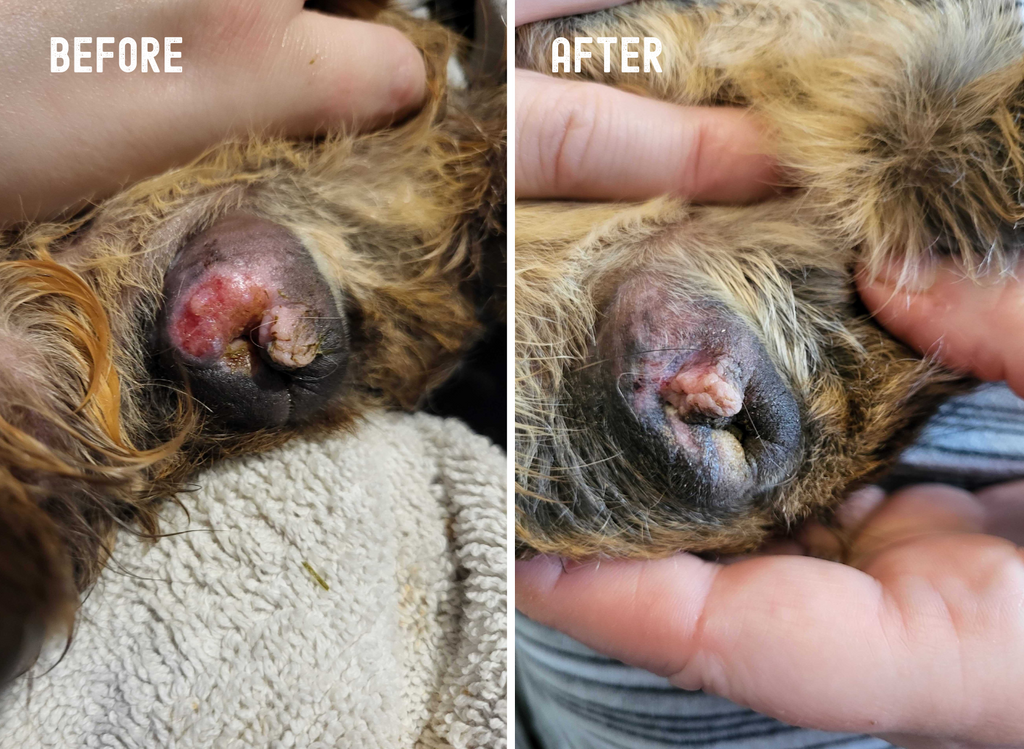 Before and after photo of these guinea pigs' wounds