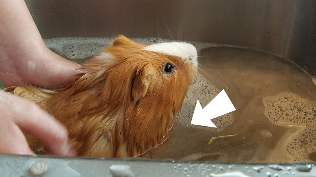 how do I give my guinea pig a bath? guinea pig in sink of water