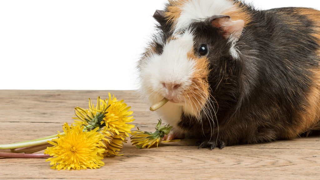 guinea pig eating a snack of yellow flower dandelions