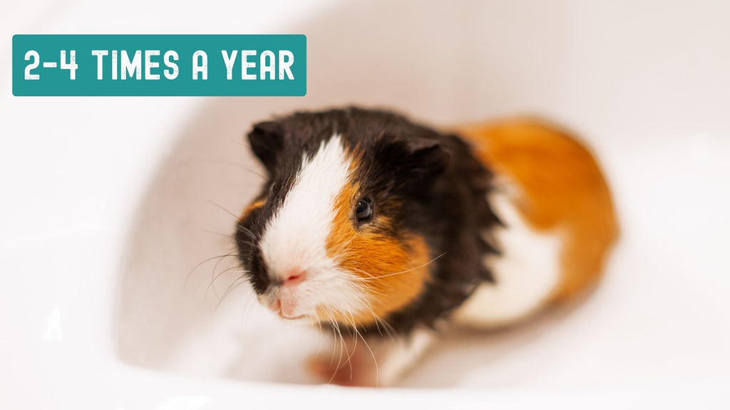 how often should I give my guinea pig a bath 2-4 times a year