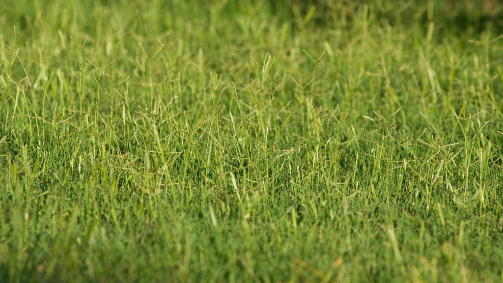 Bermuda hay for guinea pigs