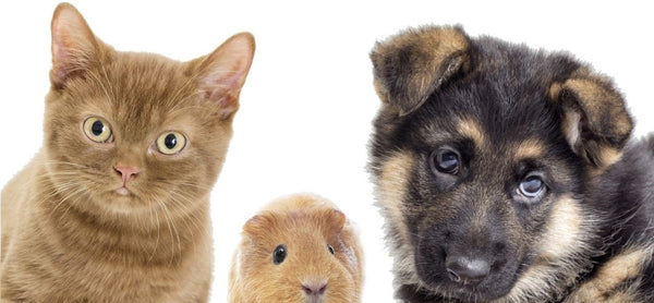 cat guinea pig and dog sitting together on white background