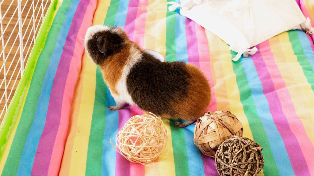 Why are Kavee fleeces and pee pads useful for keeping an eye on your guinea pig’s calcium levels?