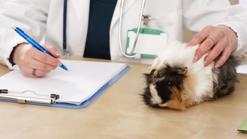 How can guinea pigs be treated for bladder and kidney stones? guinea pig at vets