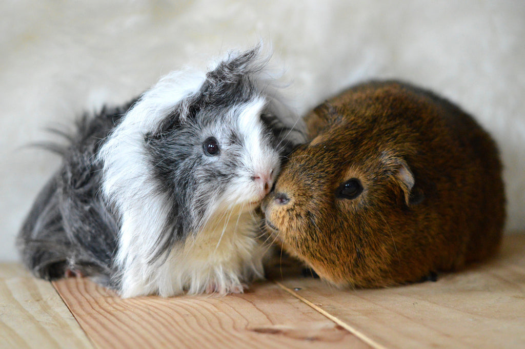 Two guinea pigs who have crossed the rainbow bridge