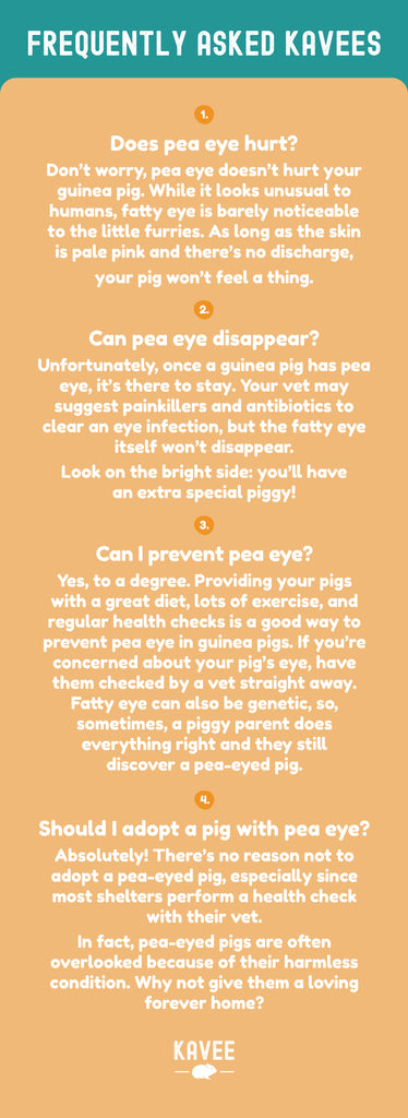 Does pea eye hurt? Don’t worry, pea eye doesn’t hurt your guinea pig. While it looks unusual to humans, fatty eye is barely noticeable to the little furries. As long as the skin is pale pink and there’s no discharge, your pig won’t feel a thing.  Can pea eye disappear? Unfortunately, once a guinea pig has pea eye, it’s there to stay. Your vet may suggest painkillers and antibiotics to clear an eye infection, but the fatty eye itself won’t disappear. Look on the bright side: you’ll have an extra special piggy!  Can I prevent pea eye? Yes, to a degree. Providing your pigs with a great diet, lots of exercise, and regular health checks is a good way to prevent pea eye in guinea pigs. If you’re concerned about your pig’s eye, have them checked by a vet straight away. Fatty eye can also be genetic, so, sometimes, a piggy parent does everything right and they still discover a pea-eyed pig.  Should I adopt a pig with pea eye? Absolutely! There’s no reason not to adopt a pea-eyed pig, especially since most shelters perform a health check with their vet.  In fact, pea-eyed pigs are often overlooked because of their harmless condition. Why not give them a loving forever home?