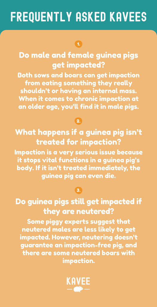 Frequently Asked Kavees: Q; Do male and female guinea pigs get impacted? A: Both sows and boars can get impaction from eating something they really shouldn’t or having an internal mass. When it comes to chronic impaction at an older age, you’ll find it in male pigs. Q: What happens if a guinea pig isn’t treated for impaction? A: Impaction is a very serious issue because it stops vital functions in a guinea pig’s body. If it isn’t treated immediately, the guinea pig can even die. Q: Do guinea pigs still get impacted if they are neutered? A: Some piggy experts suggest that neutered males are less likely to get impacted. However, neutering doesn’t guarantee an impaction-free pig, and there are some neutered boars with impaction.