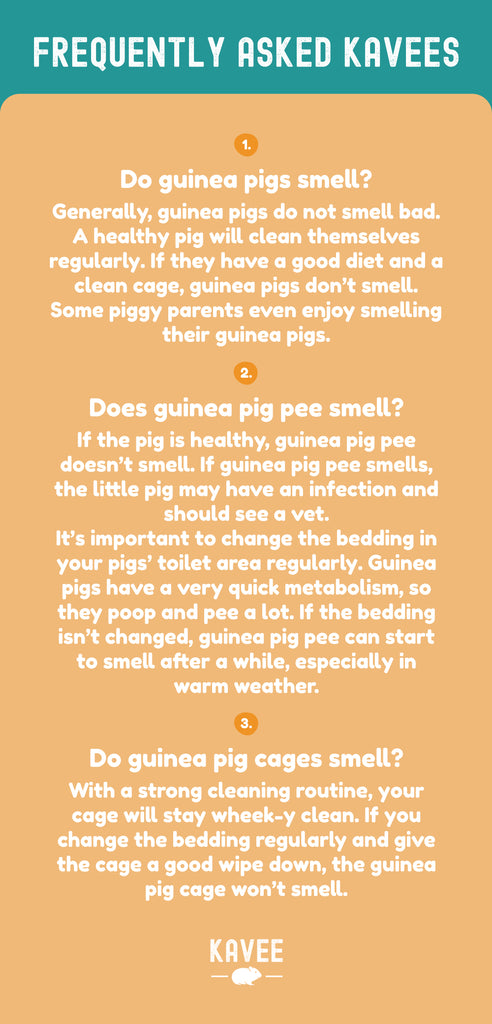 Frequently Asked Kavees: Do guinea pigs smell? Generally, guinea pigs do not smell bad. A healthy pig will clean themselves regularly. If they have a good diet and a clean cage, guinea pigs don’t smell. Some piggy parents even enjoy smelling their guinea pigs.  Does guinea pig pee smell? If the pig is healthy, guinea pig pee doesn’t smell. If guinea pig pee smells, the little pig may have an infection and should see a vet. It’s important to change the bedding in your pigs’ toilet area regularly. Guinea pigs have a very quick metabolism, so they poop and pee a lot. If the bedding isn’t changed, guinea pig pee can start to smell after a while, especially in warm weather.  Do guinea pig cages smell? With a strong cleaning routine, your cage will stay wheek-y clean. If you change the bedding regularly and give the cage a good wipe down, the guinea pig cage won’t smell.