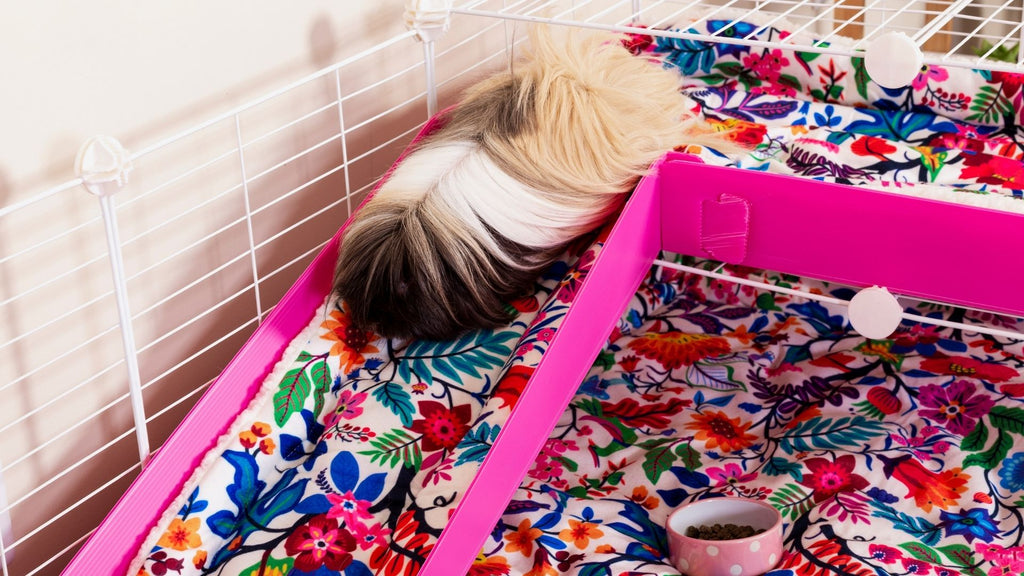 long haired guinea pig walking down flower fleece liner ramp in white C and C cage