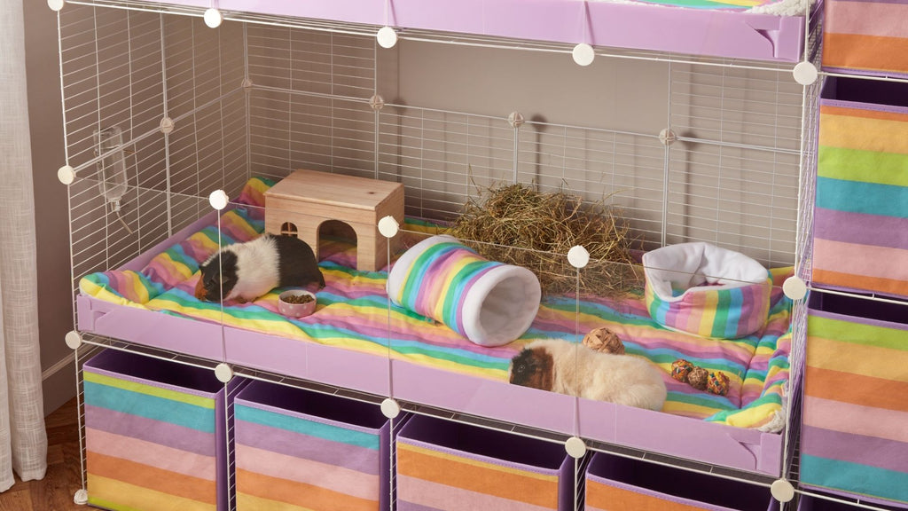 two guinea pigs in transparent C&C cage with side storage rainbow theme