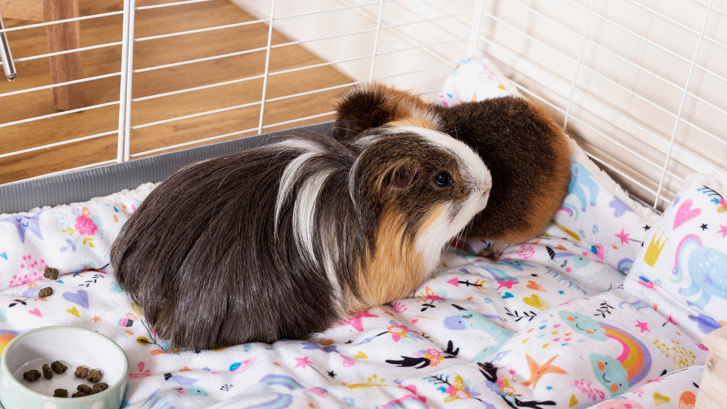 teddy guinea pig and Peruvian guinea pig sitting on unicorn fleece liner in white C&C cage