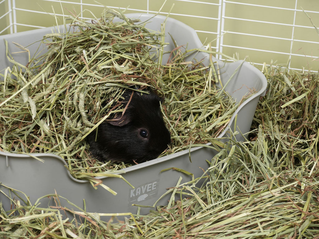 Guinea Pig Inside Kavee Litter Tray for Small Pets