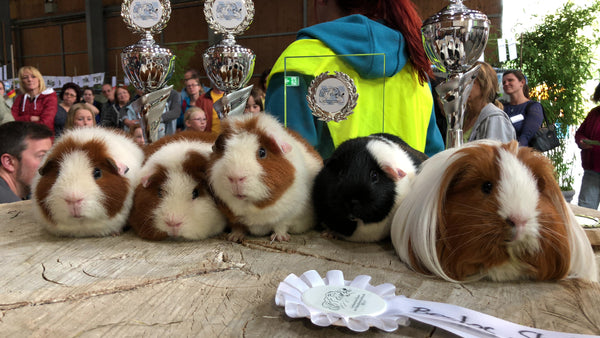 Guinea pigs lined up for judging of best in show in Munich Germany guinea pig contest