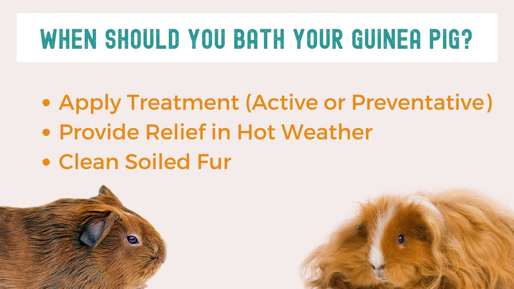when should I give my guinea pig a bath and why