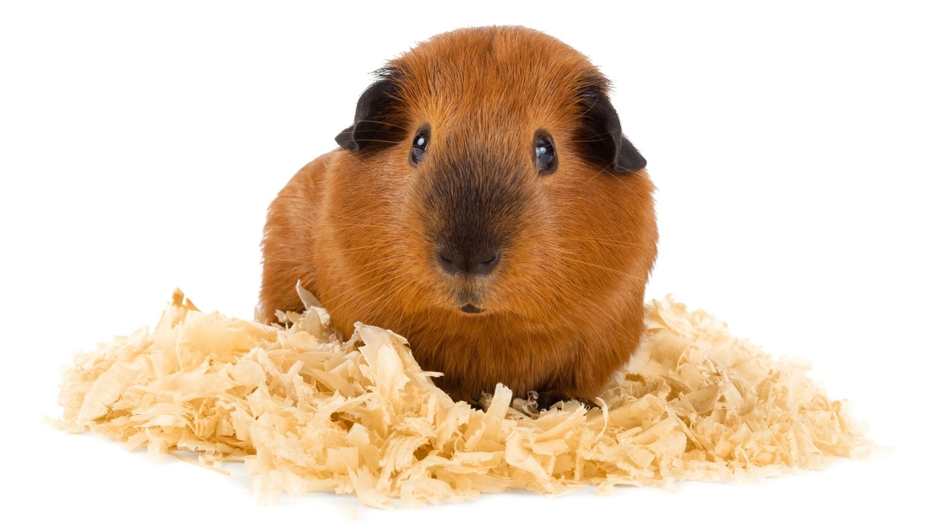 ginger guinea pig with black ears and face sat on wood shavings on white background allergies