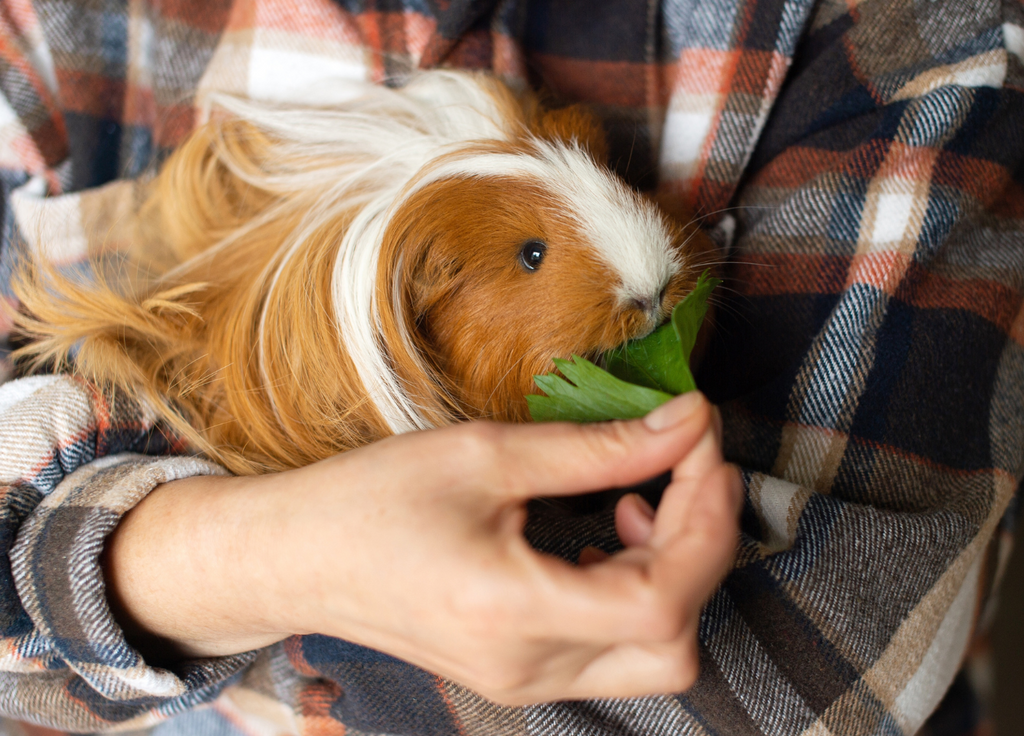 Guinea pig being hand fed a leaf by a person