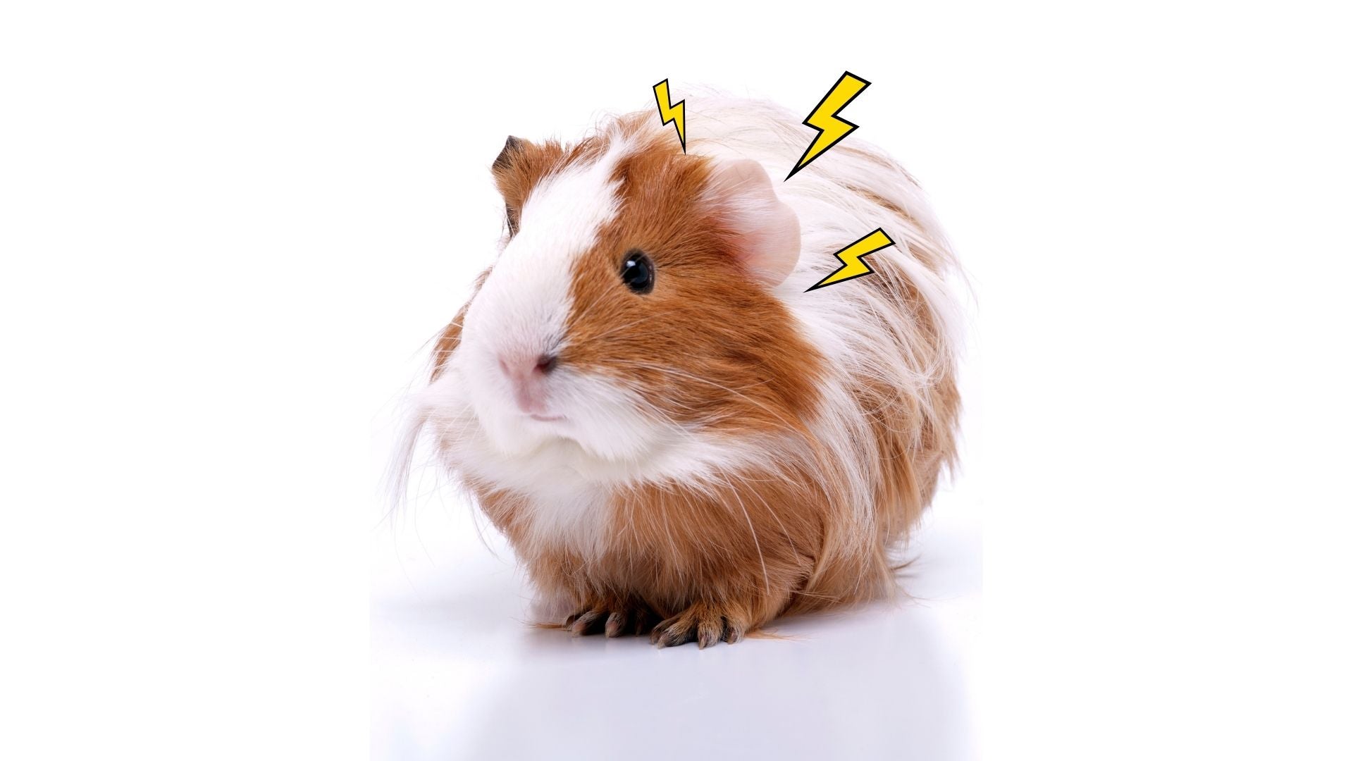 white and ginger long haired guinea pig on white background stress stressed