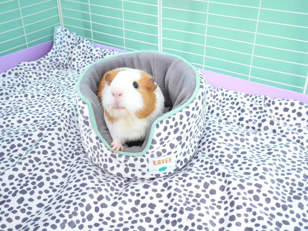 Guinea pig in cuddle cup over dalmatian fleece liner for guinea pigs