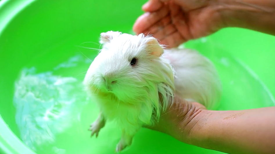 how do I give a guinea pig a bath? white guinea pig sitting in green wash container pouring water on back