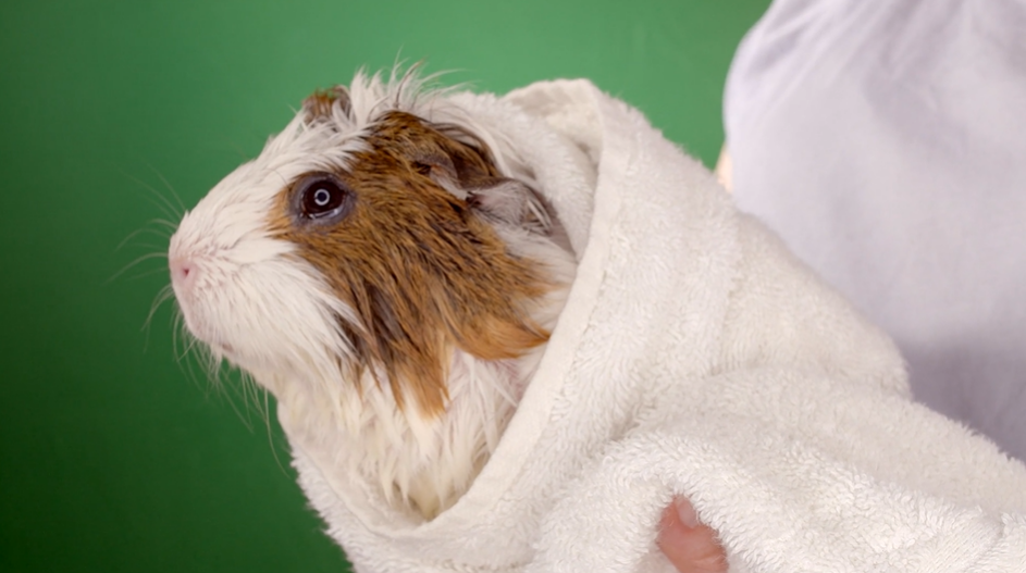 guinea pig wrapped up in white towel after a bath