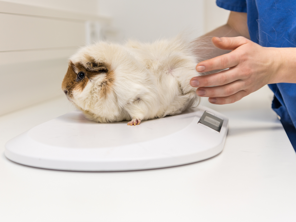 Vet weighing guinea pig on a scale