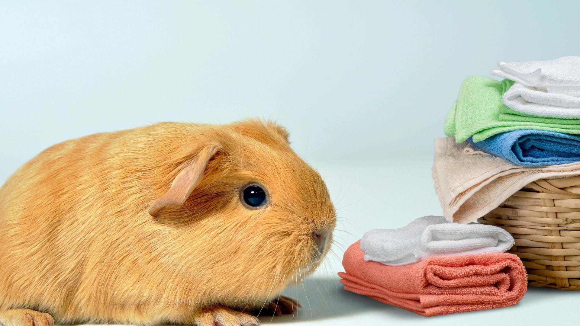 golden haired guinea pig sitting next to laundry basket on blue background