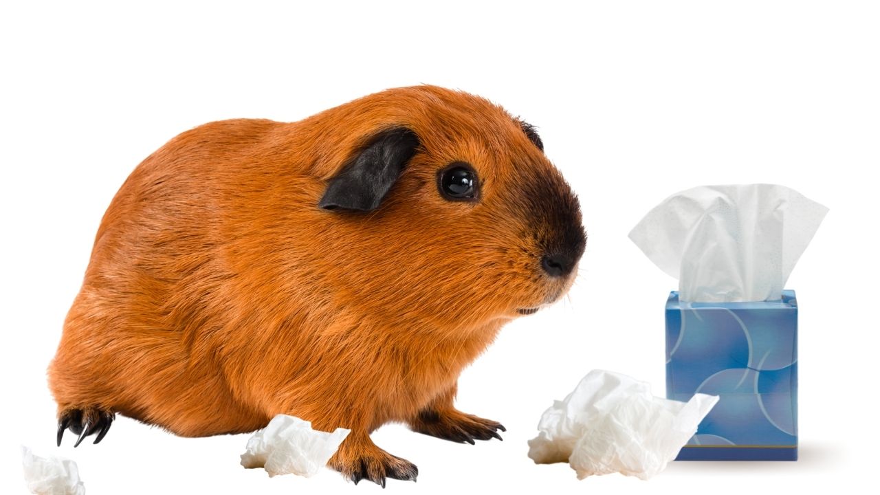 ginger guinea pig sneezing with white tissues and blue tissue box on white background