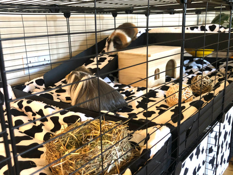 C&C cage clean cowprint liner ramp happy guinea pigs kavee