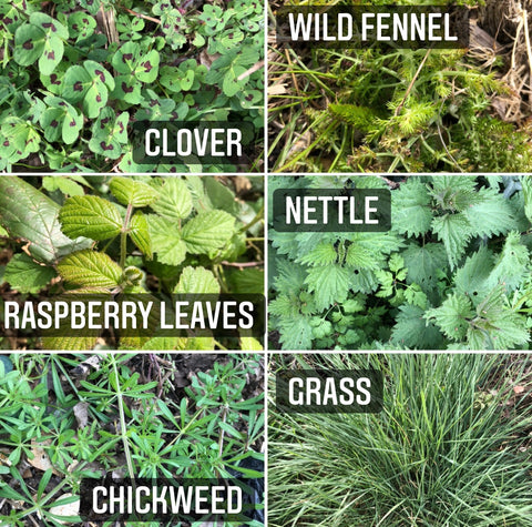 foraging for guinea pigs rabbits wild herbs plants