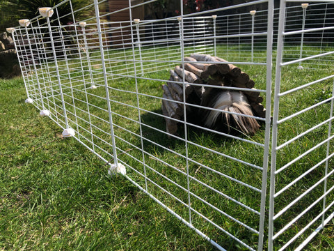 guinea pigs outside C&C cage run pen playpen sunny day can eat grass