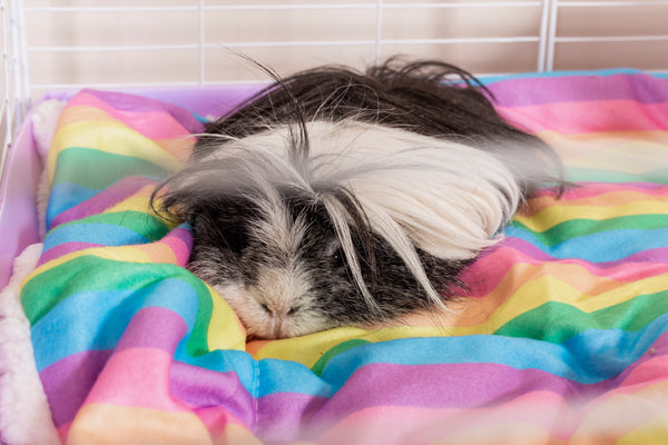 long haired guinea pig sleeping on cozy reusable rainbow fleece liner in white C&C cage