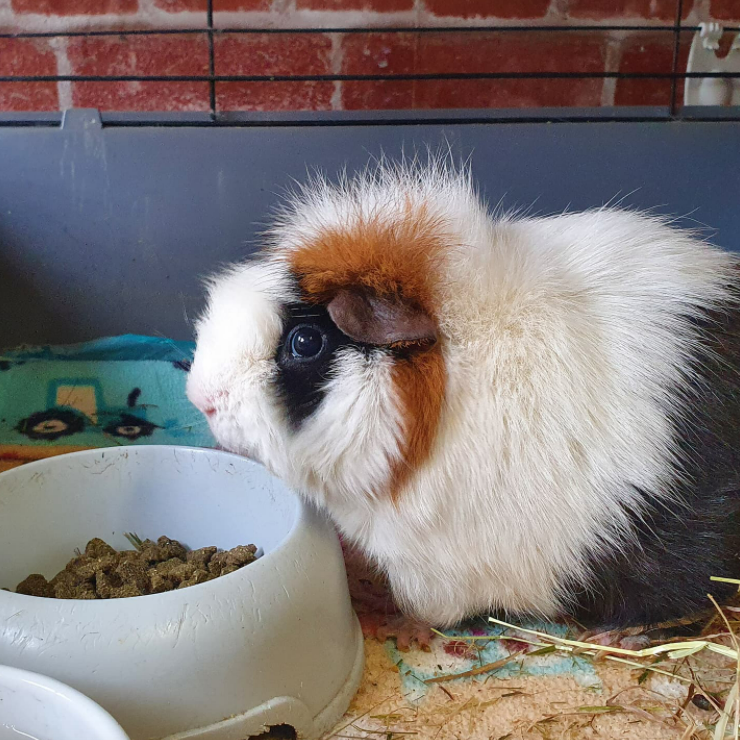 Ingleby Bunny Boarding for guinea pigs UK