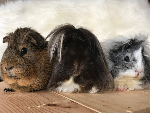 Kavee founder Clementine's guinea pigs sat on a wooden table