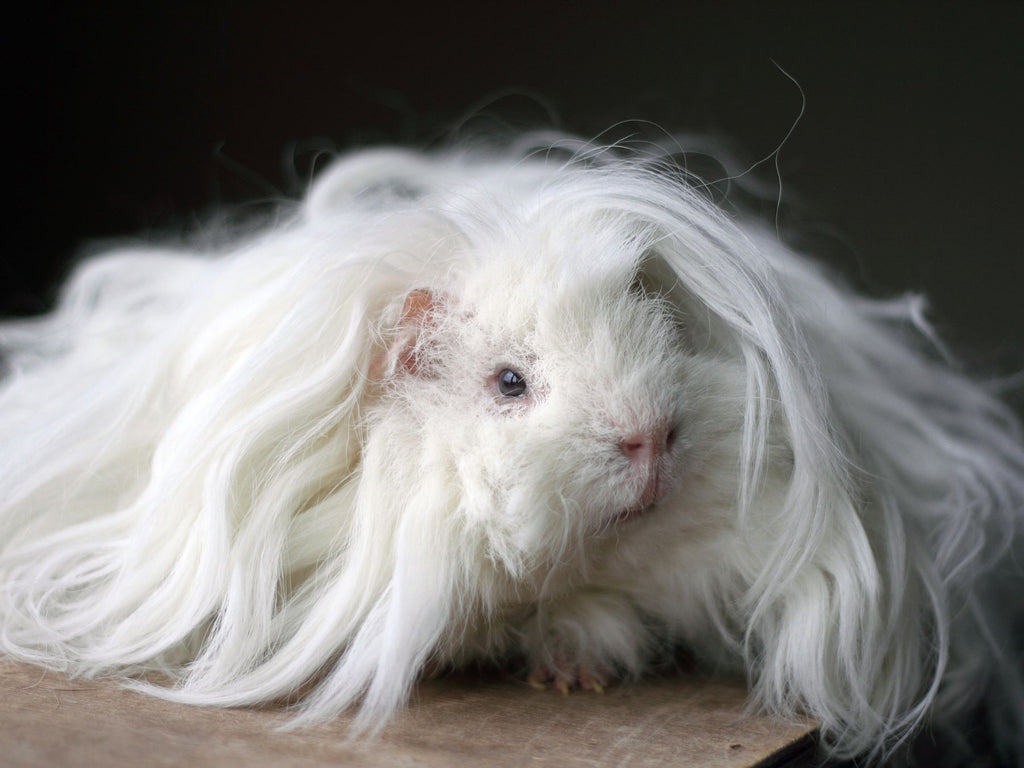 White Lunkarya Guinea Pig