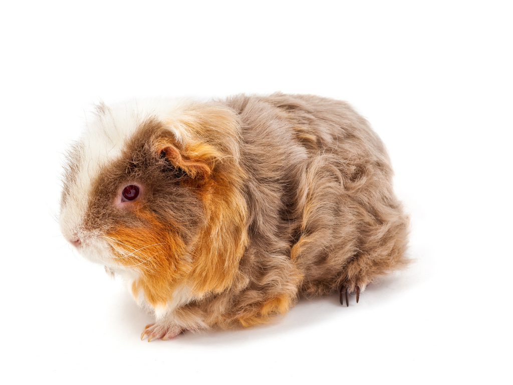 Merino guinea pig