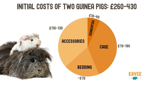 Pie chart breakdown of initial costs of owning two guinea pigs