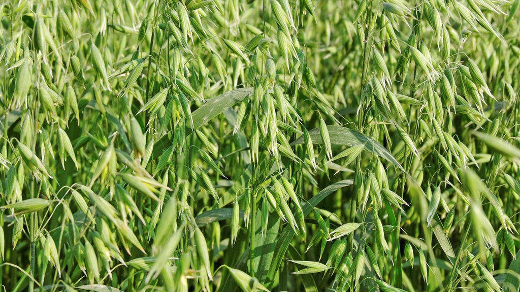 Oatgrass hay for guinea pigs